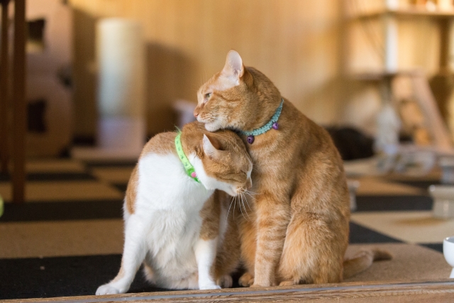猫の多頭飼いのメリット デメリット 猫同士の相性やストレスはあるのか解説 にゃんこと一緒に頑張るブログ